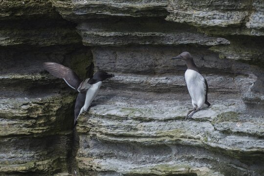 Guillemot (Uria aalge, right) and razorbill (Alca torda, left) on a rock, Westray, Orkney Islands, Scotland, Great Britain