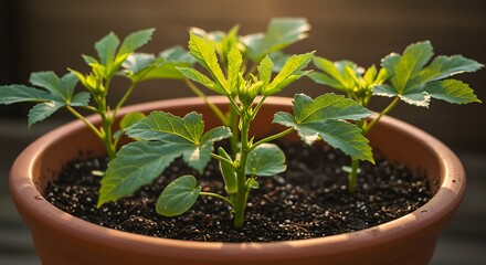 Young Okra Plants Thriving in a Terracotta Pot.