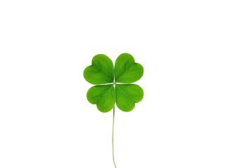 Four-leaf Clover isolated on transparent or white background, png