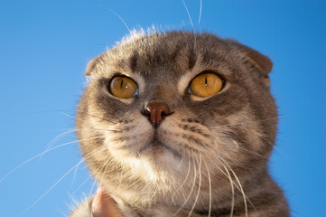 Close-up of the cat's face, bright brown eyes, lop ears