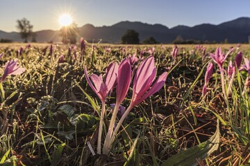 Autumn crocus (Colchicum autumnale), flower meadow, sunrise, autumn, Loisach-Lake Kochel moor, Kochler mountains, Alpine foothills, Bavaria, Germany