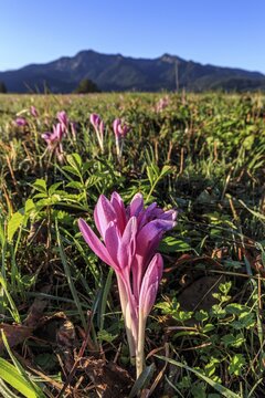 Autumn crocus (Colchicum autumnale), flower meadow, morning light, autumn, Loisach-Lake Kochel moor, Kochler mountains, Alpine foothills, Bavaria, Germany