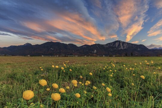 Troll flowers (Trollius europaeus), evening light, cloudy mood, autumn, autumn blossom, climate change, Loisach-Lake Kochel moor, Bavaria, Germany