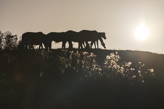 Horses standing in a meadow, herd of horses, warmbloods, morning light, summer, backlight, Schwaiganger Stud Farm, Bavaria, Germany