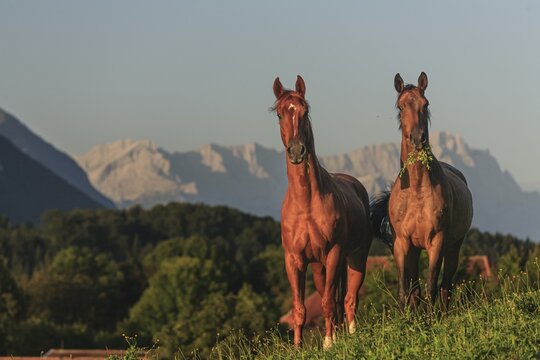 Horses standing in a meadow, frontal, warmbloods, morning light, summer, behind them Zugspitze, Schwaiganger stud farm, Bavaria, Germany