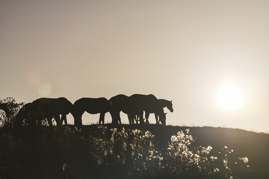 Horses standing in a meadow, herd of horses, warmbloods, morning light, summer, backlight, Schwaiganger Stud Farm, Bavaria, Germany