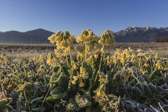Meadow cowslip (Primula veris), morning mood, frost, sunrise, mountains, Loisach-Lake Kochel moor, Bavaria, Germany