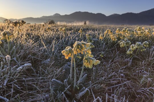 Meadow cowslip (Primula veris), morning mood, frost, sunrise, mountains, Loisach-Lake Kochel moor, Bavaria, Germany