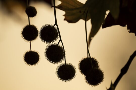 Plane tree, Oriental plane (Platanus orientalis), close-up of fruits and leaves against the light, silhouette, Rosensteinpark, Stuttgart, Baden-W&uuml;rttemberg, Germany