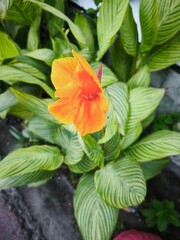 Orange Canna Lily Flower and Green Foliage