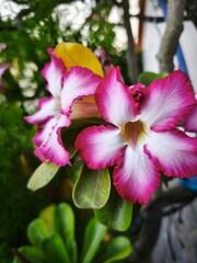 White and Magenta Desert Rose (Adenium) Flower