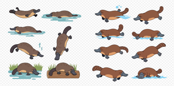 A cartoon illustration featuring a collection of platypus in various poses and activities.