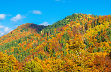 Fototapeta premium The leaves have changed from green to various shades of yellow, orange, and red. Aerial view of a mixed forest in different autumn colors