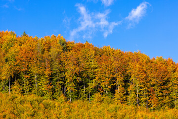 Fototapeta premium Autumn landscape with yellow trees at the edge of a forest