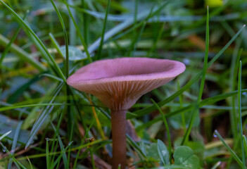 Close-up of an Infundibulicybe gibba mushroom