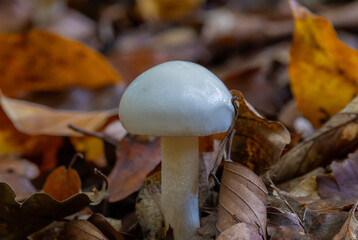 Close-up of a Hygrophorus eburneus mushroom