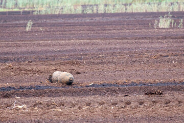 Unexploded war bomb discovered on rural farmland during plowing season. Old explosive shell uncovered in fiels,  abandoned war remnants in desolate land, postwar danger and safety response