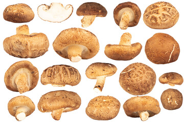 Shiitake mushrooms sliced and chopped on white background, fresh ingredient for cooking