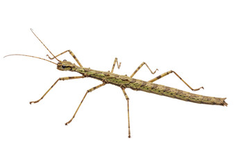 Isolated stick insect camouflaged, walking stick, tropical bug, Phasmatodea close up insect