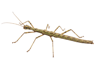 Isolated stick insect camouflaged, walking stick, tropical bug, Phasmatodea close up insect