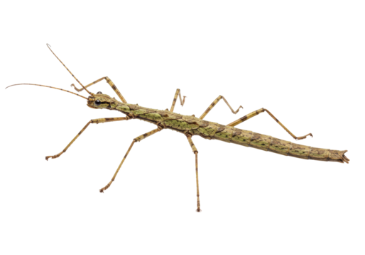Isolated stick insect camouflaged, walking stick, tropical bug, Phasmatodea close up insect
