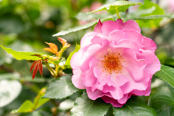 Bloom pink rose with green leave in the garden