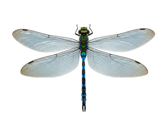 Isolated Emperor dragonfly, close-up of wings with detailed venation pattern and blue abdomen