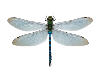 Isolated Emperor dragonfly, close-up of wings with detailed venation pattern and blue abdomen
