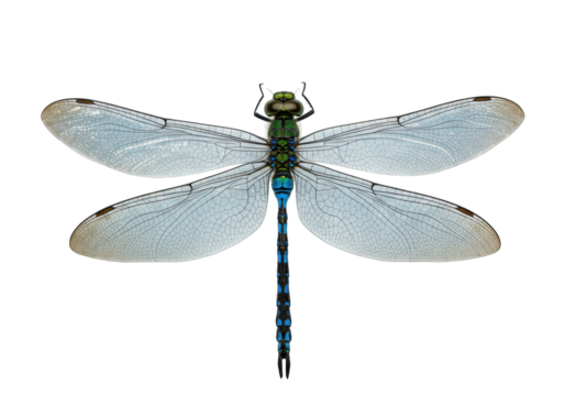 Isolated Emperor dragonfly, close-up of wings with detailed venation pattern and blue abdomen