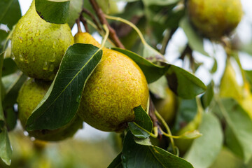Pears on a tree in an orchard, Worcestershire UK