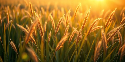 Golden Evening Light Illuminates Tall Grass in Serene Outdoor Landscape During Sunset Hours