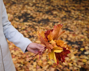 Person holding colorful autumn maple leaves in hand, fall foliage background