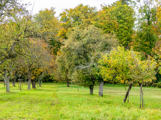 Naklejka premium Baumgrundstück im Herbst