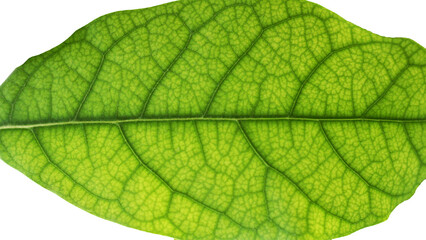 Green avocado leaf on white background.