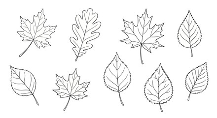 A collection of assorted autumn tree leaves, including maple and oak, depicted in a clean black and white line art vector style