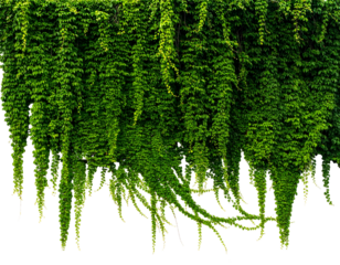 Lush, cascading green foliage, dense and overflowing, against a stark black backdrop