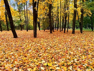 falling autumn leaves on the ground in the park, golden fall