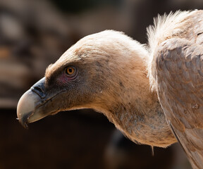Retrato de Buitre leonado (gyps fulvus)
