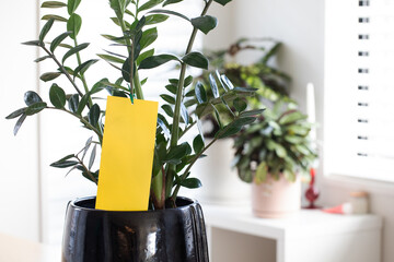 Yellow sticky paper in a pot with a houseplant to protect houseplants from pests, insects.