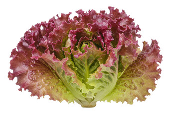 Fresh red leaf lettuce isolated on a clean backdrop, vibrant salad ingredient for healthy eating and culinary use PNG