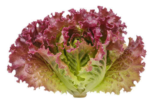 Fresh red leaf lettuce isolated on a clean backdrop, vibrant salad ingredient for healthy eating and culinary use PNG