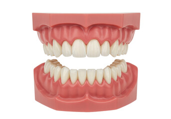 Dental model with teeth isolated, anatomical representation of human jaw for educational purposes and dental hygiene instruction