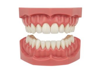 Dental model with teeth isolated, anatomical representation of human jaw for educational purposes and dental hygiene instruction
