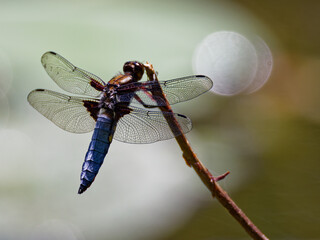 La libellule déprimée © Olympixel