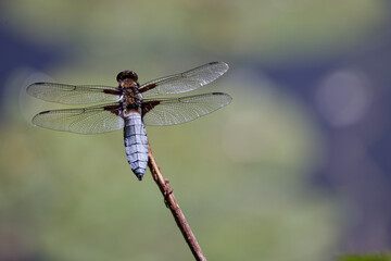 La libellule déprimée © Olympixel