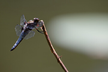 La libellule déprimée © Olympixel
