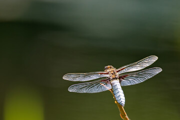 La libellule déprimée © Olympixel