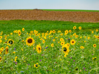 Sonnenblumenfeld im Herbst
