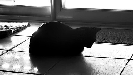 Un chat dormant derrière une baie vitrée semi-fermée, frappé par un soleil d'été déclinant...