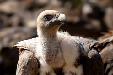 Retrato de Buitre leonado (gyps fulvus)